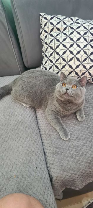 Британски котки търсят си новият дом