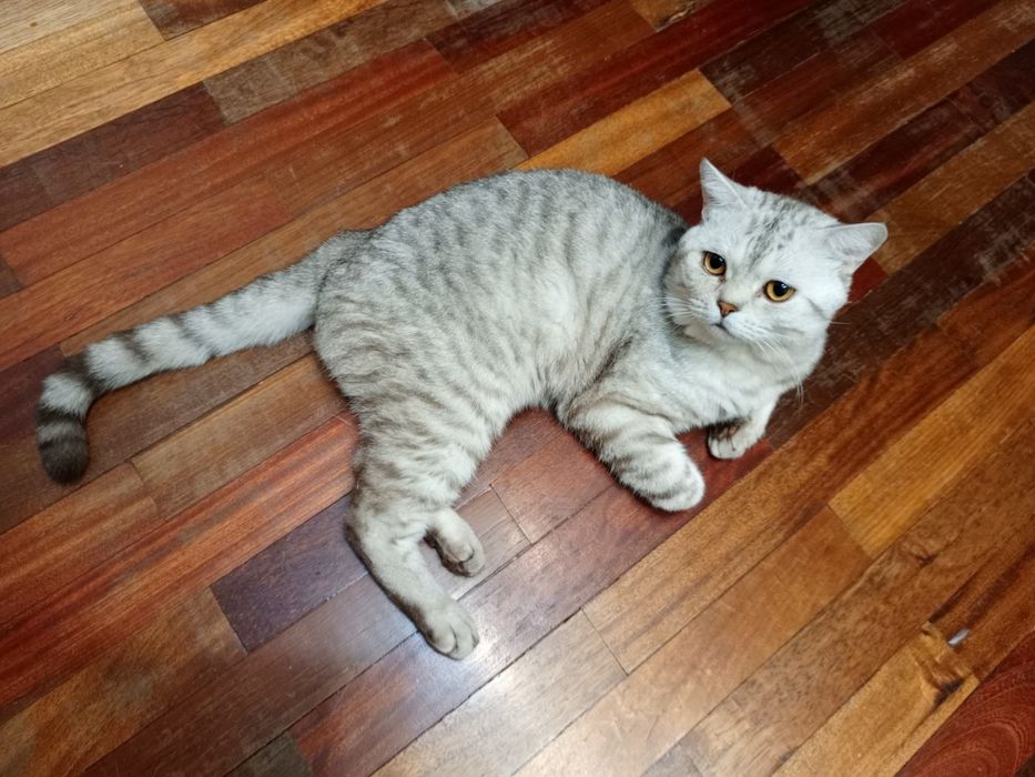 Шотландцы коты и кошки