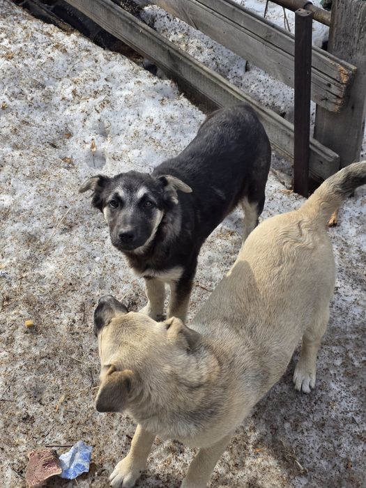 Щенки девочки ищут дом