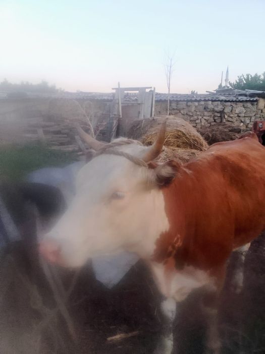 Продам телку,3.5 года