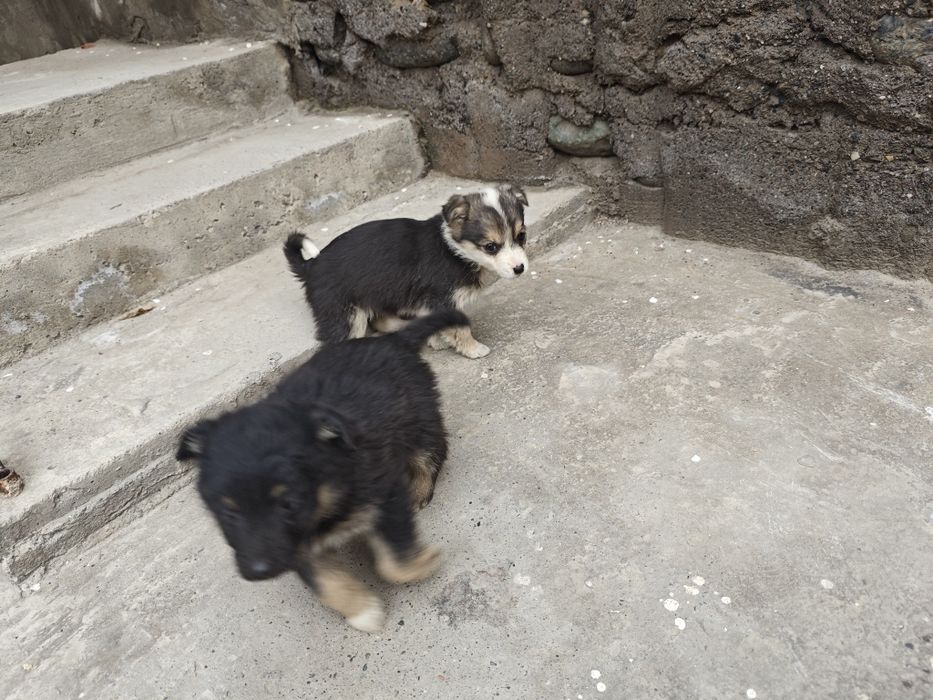 Собачки бесплатно