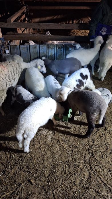 Агнета шилета  кочлета овце