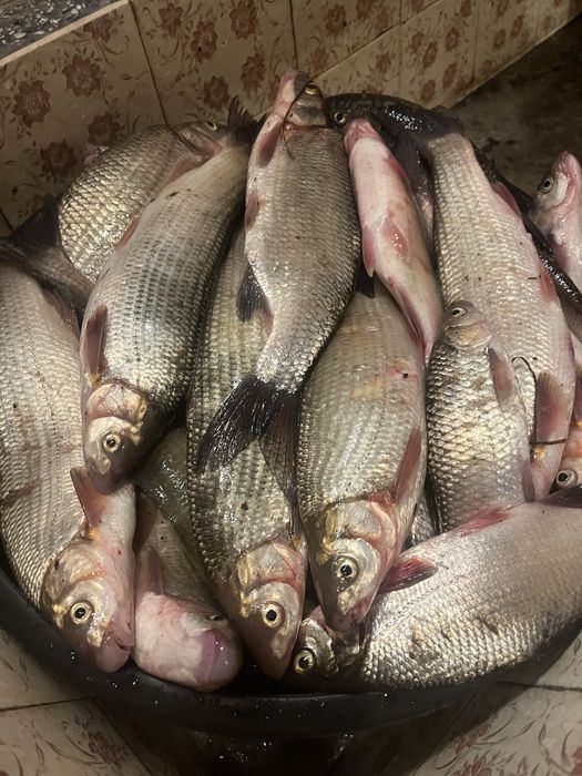 Консерва Ропотамо с Речна Риба