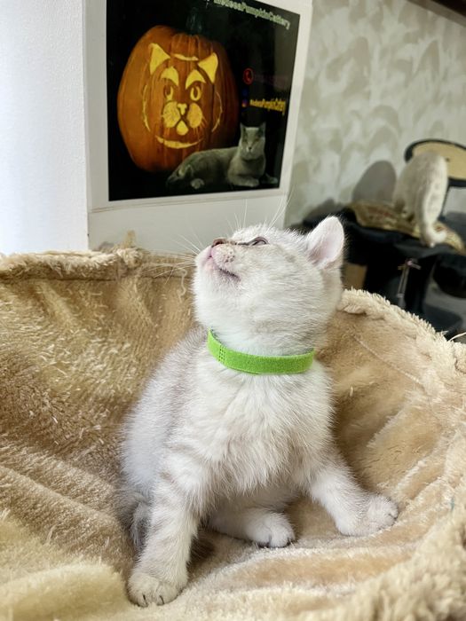 British shorthair white tabby baietel