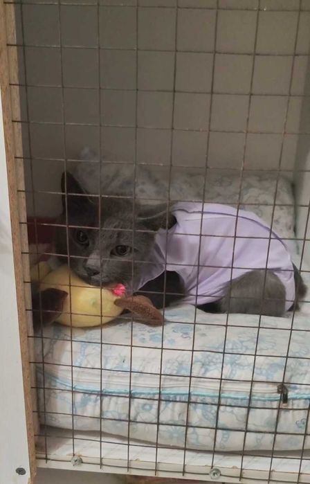 Нежная малышка ищет дом