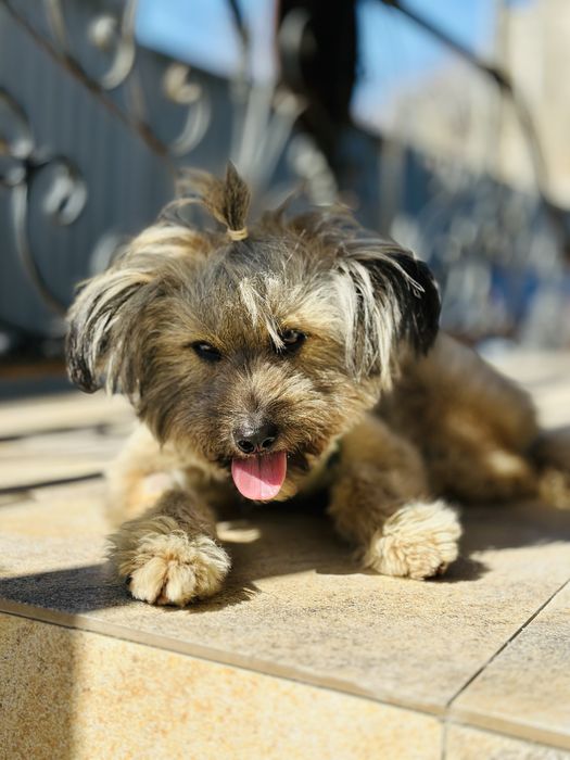 Щёточка. Звоночек ищет семью