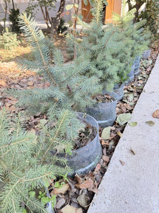 ель голубая Киргизская