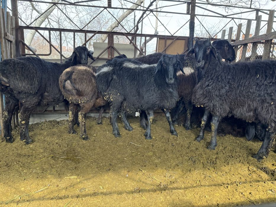 Кози кочкорла сотилади