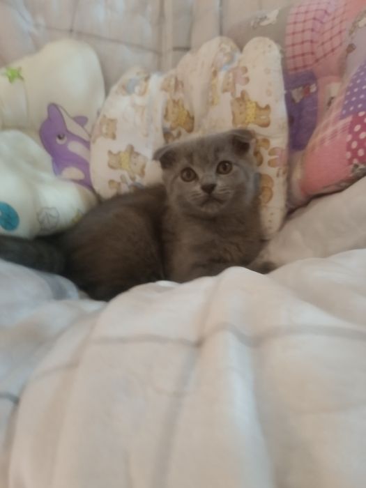 Mushukchalar sotiladi