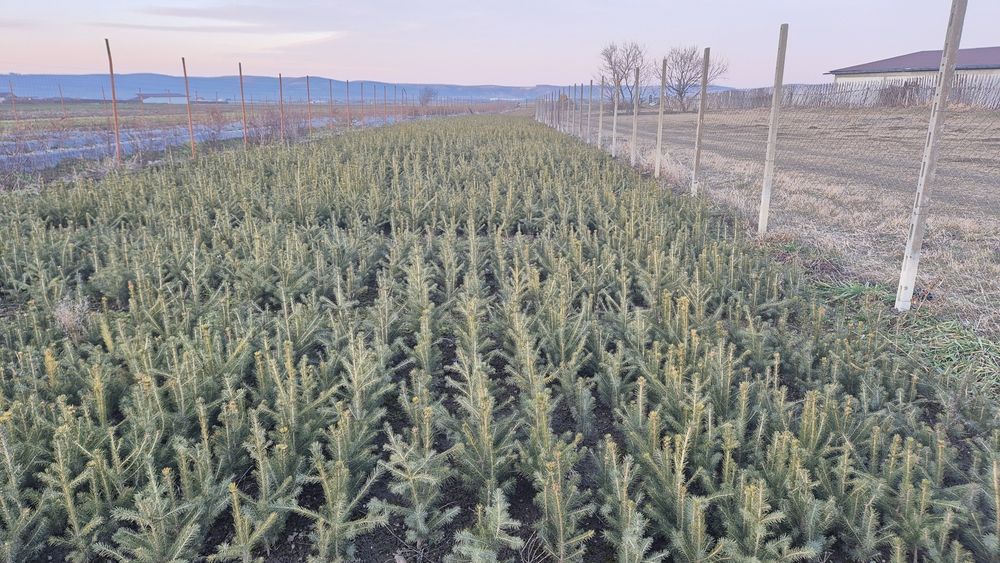 Puieti specia  Molid