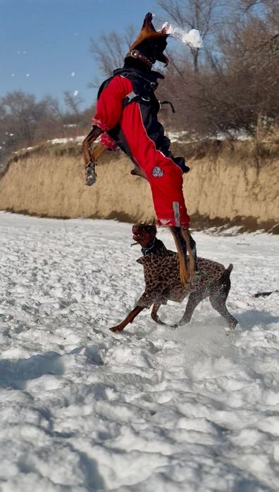 Доберман кабель Для Вязки