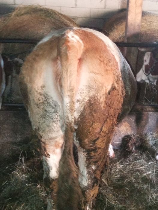 Taur+ jurinca+ vaca de vânzare