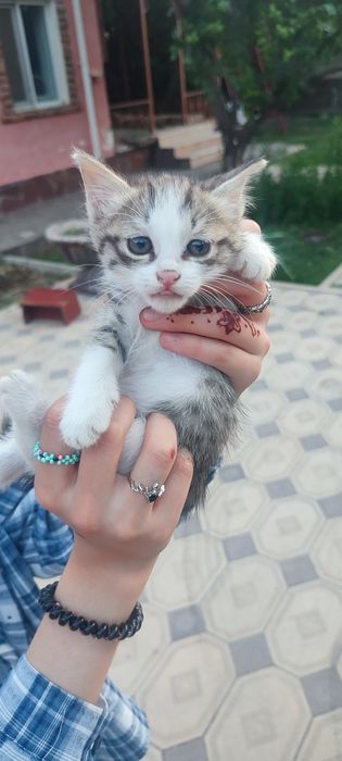 Отдам котят бесплатно в добрые руки
