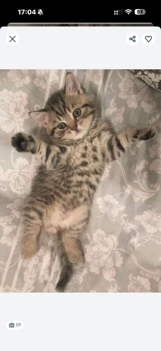 Котенок британец