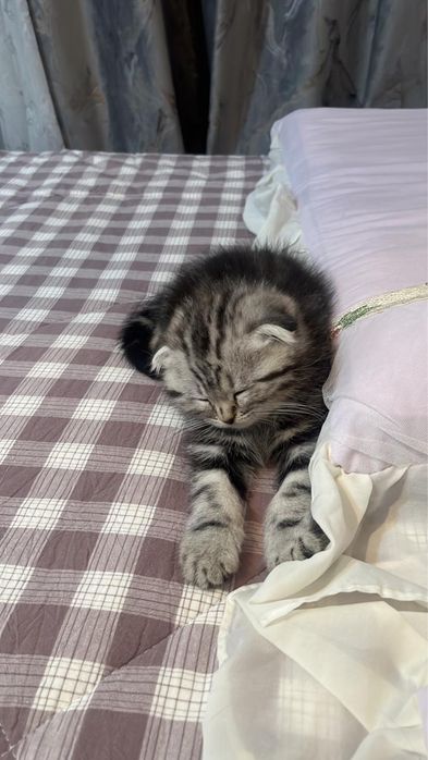 Продам шотландский котенек