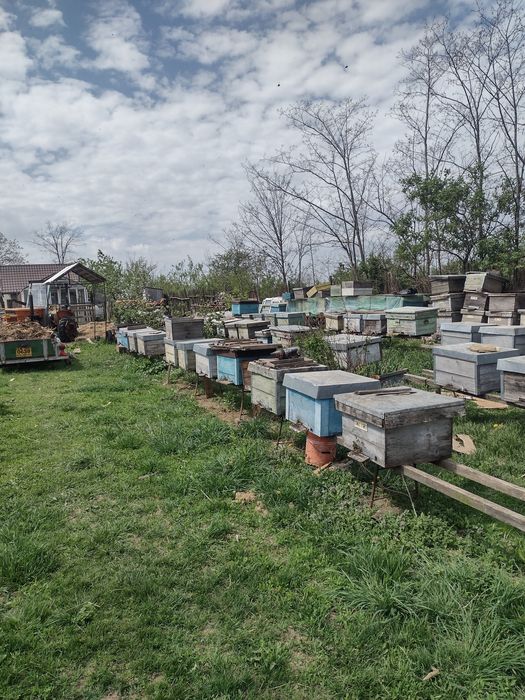Vând familii albine .
