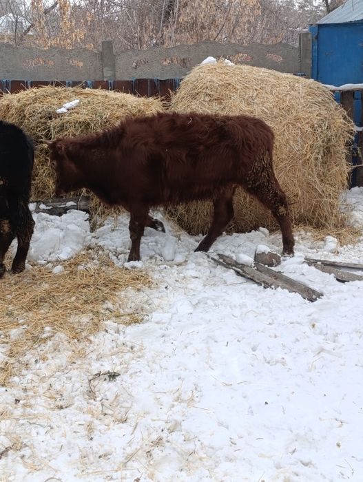 Продам хороших тёлок