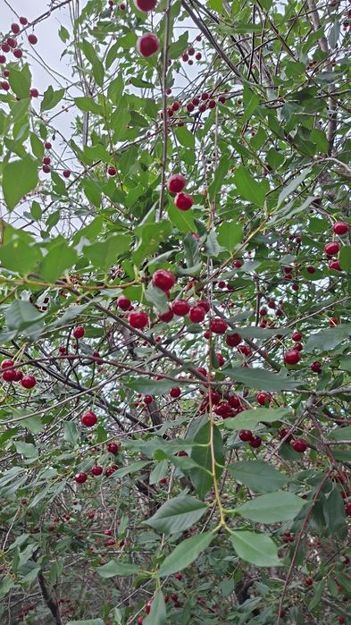 Вишня крупная сладкая