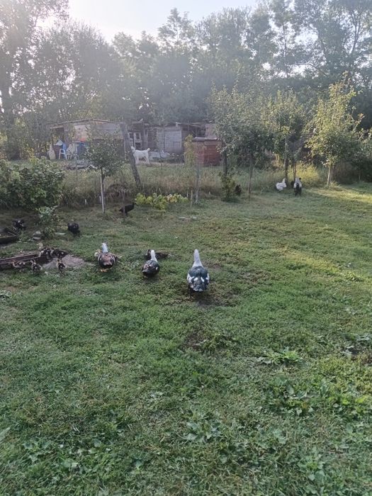 Vând Două Rațe.un Rățoi.Doi Boboci de două luni