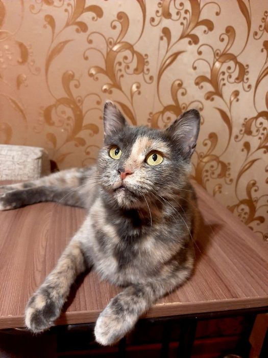 Молодая кошечка в добрые руки