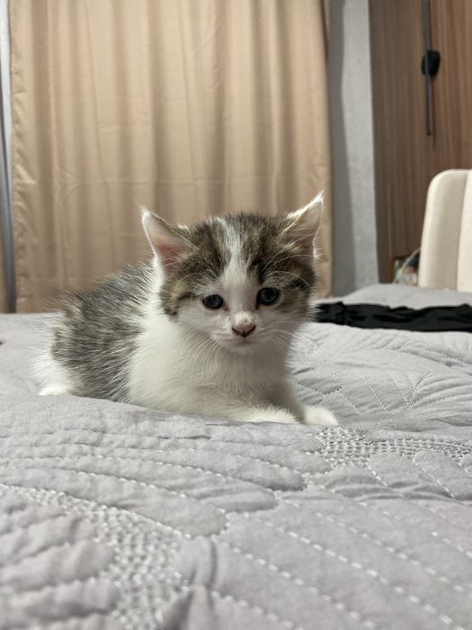 Отдам котенка, бесплатно
