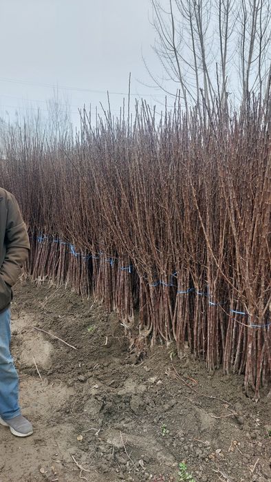 Мевали кучатлар бор. Mevali ko'chatlar sotiladi!