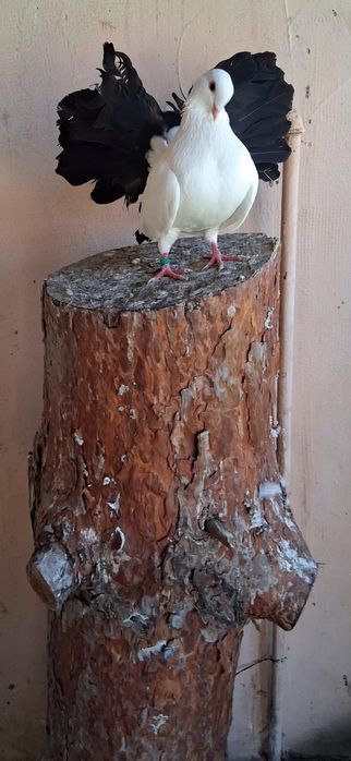 Porumbei ornament