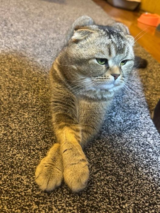 Тикированный SCOTTISH FOLD кот продам