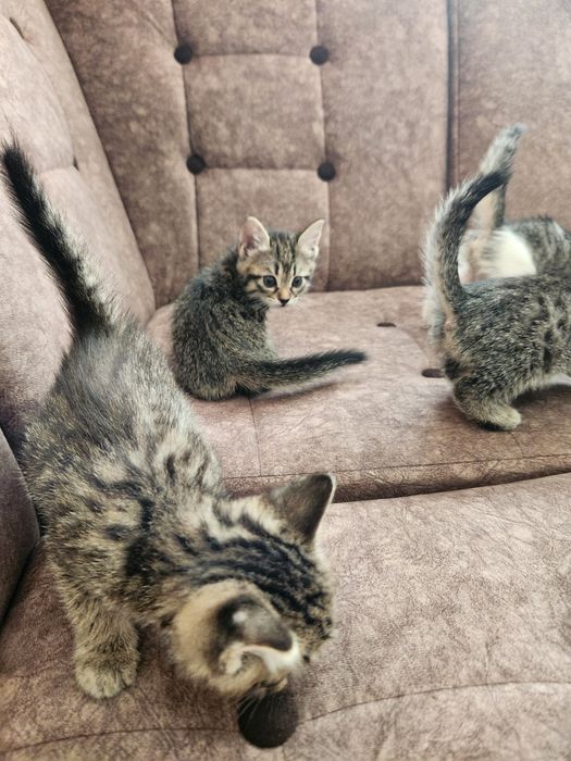Отдам котят в добрые руки