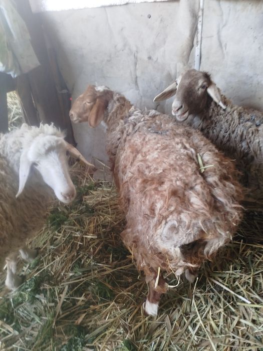 Бордақы қой сатылады