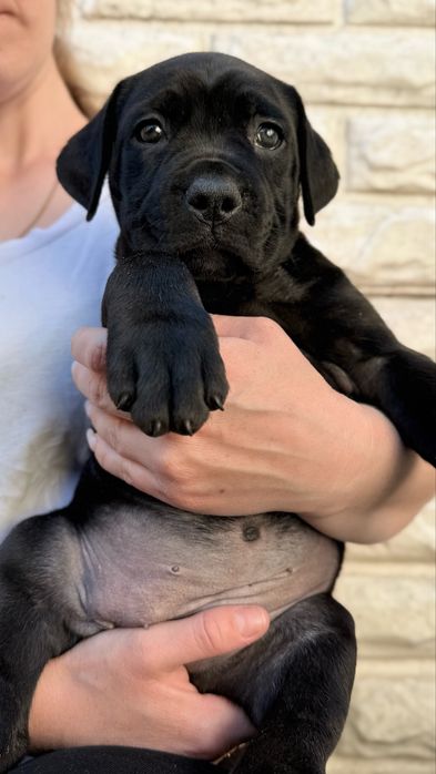 Italian Cane Corso