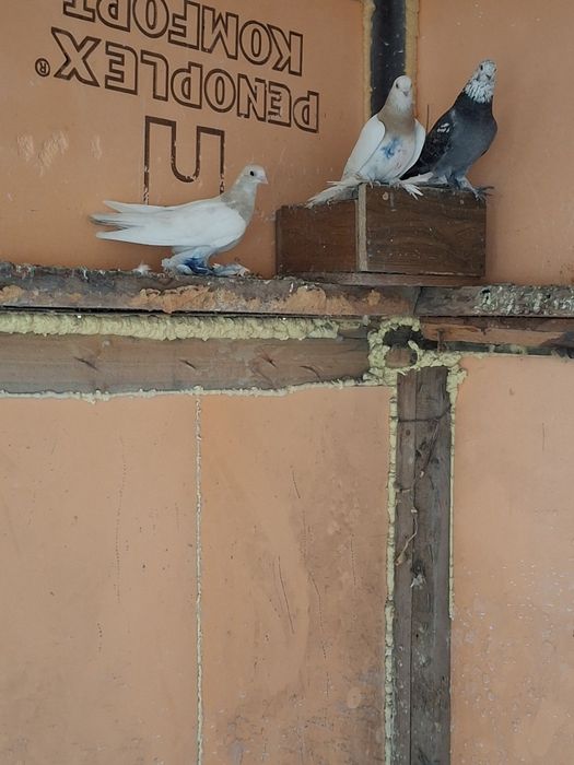 Продам голубей самцы