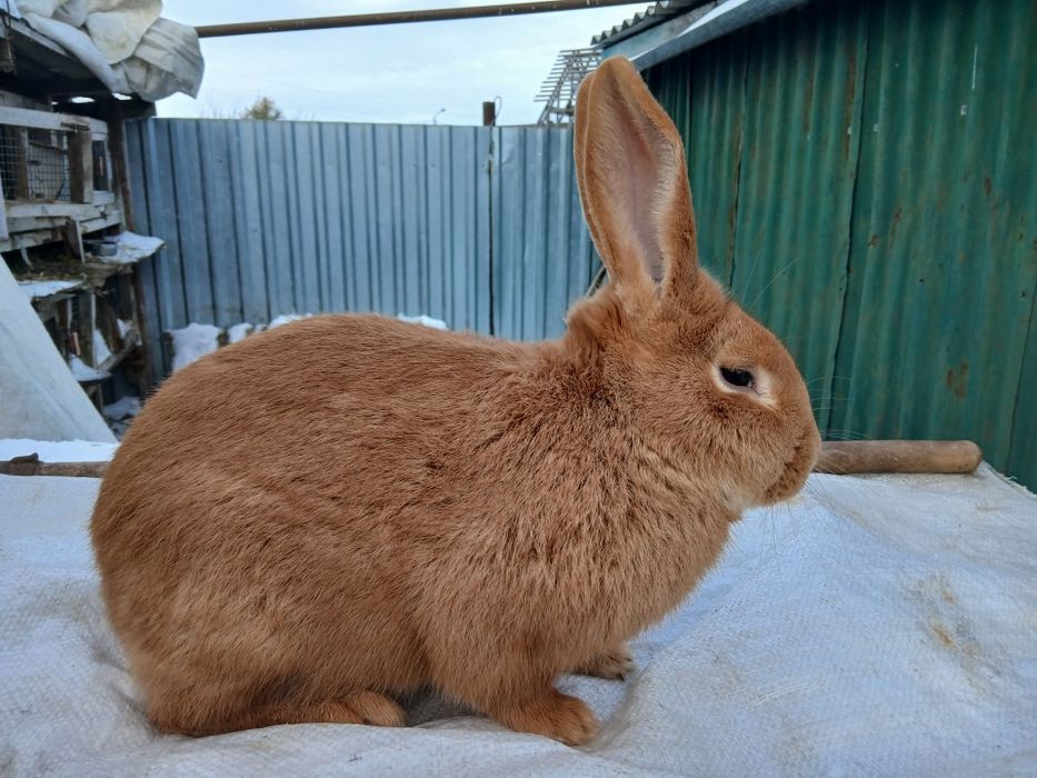 Продам кроликов.