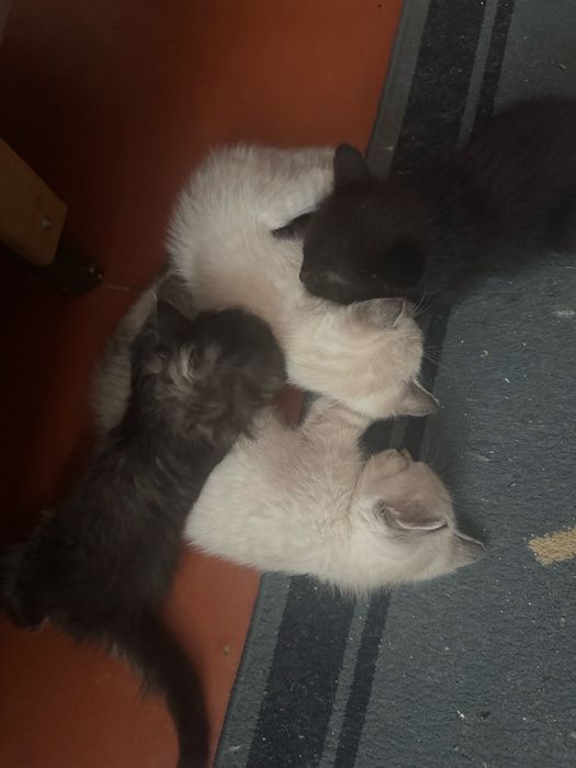 Отдам милых котят