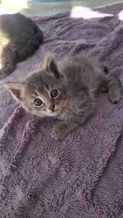 Отдам котенка  в добрые руки