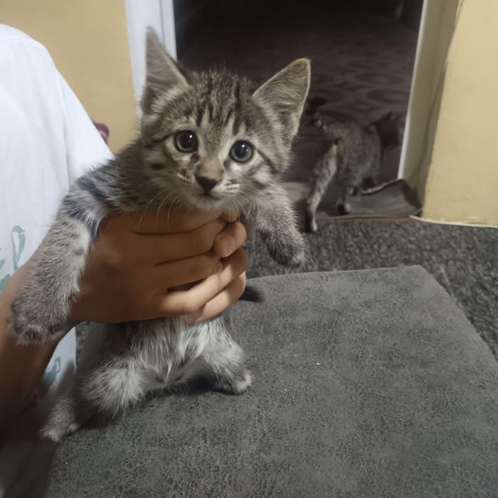 Котята бесплатно