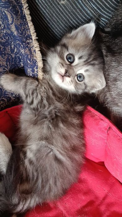 Отдам котят в добрые руки.