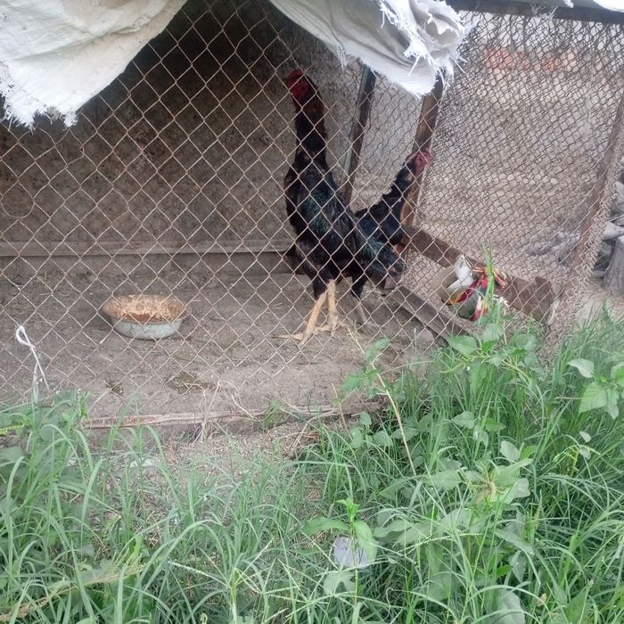 Kulangi xöroz bn tovuq