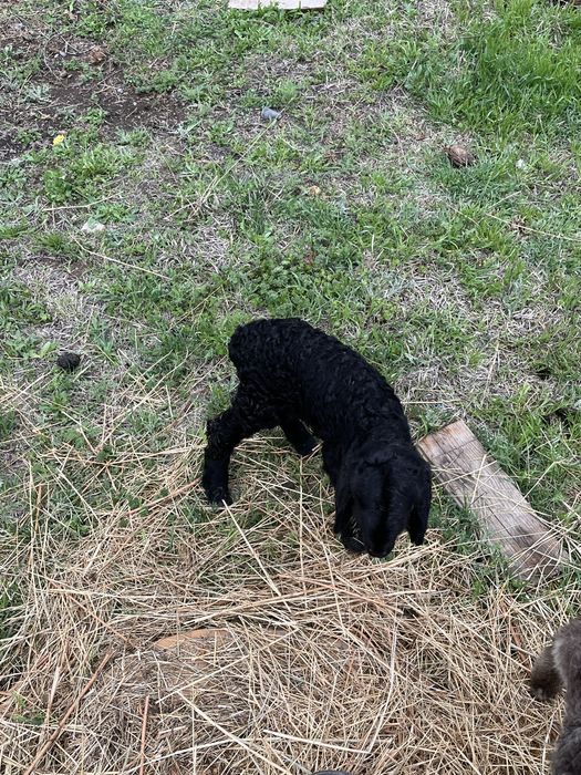 қозылы қой сатылады