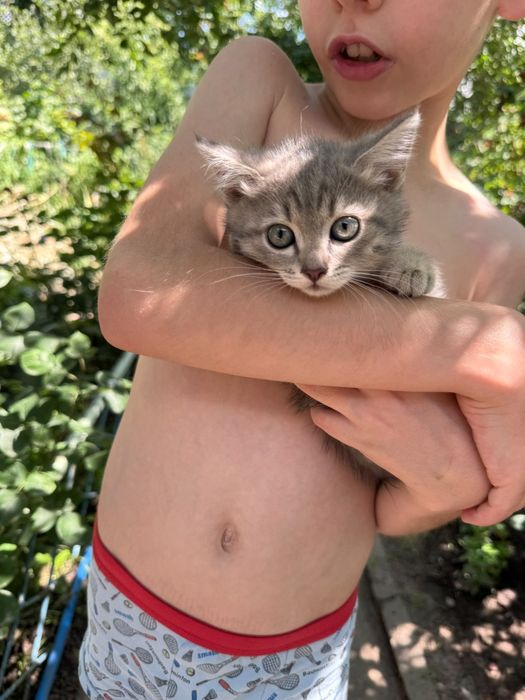 Отдам милых котят в добрые руки.