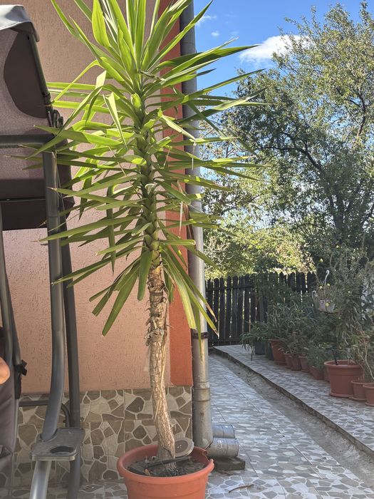 Plantă ornamentală de Yucca