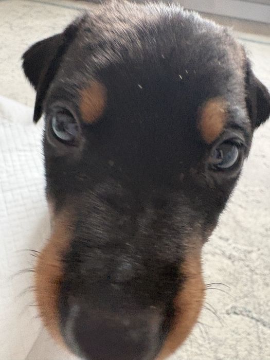 Доберман щенок в хорошие руки