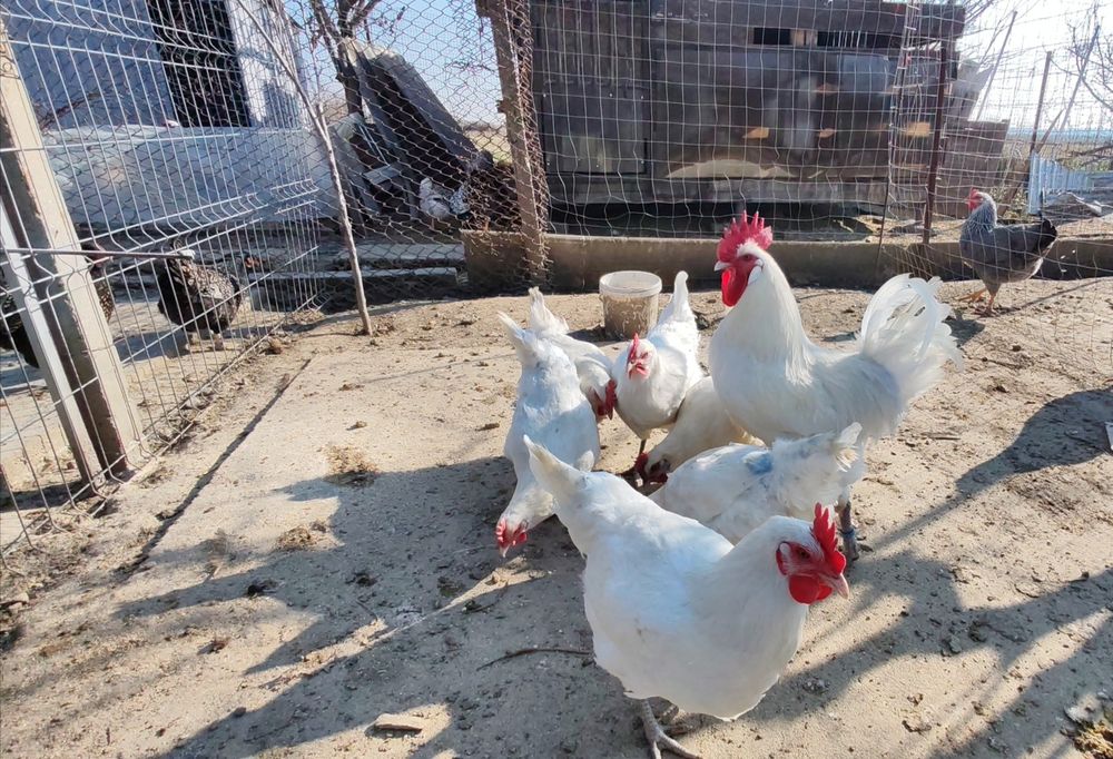 Cocosi La Bresse alb