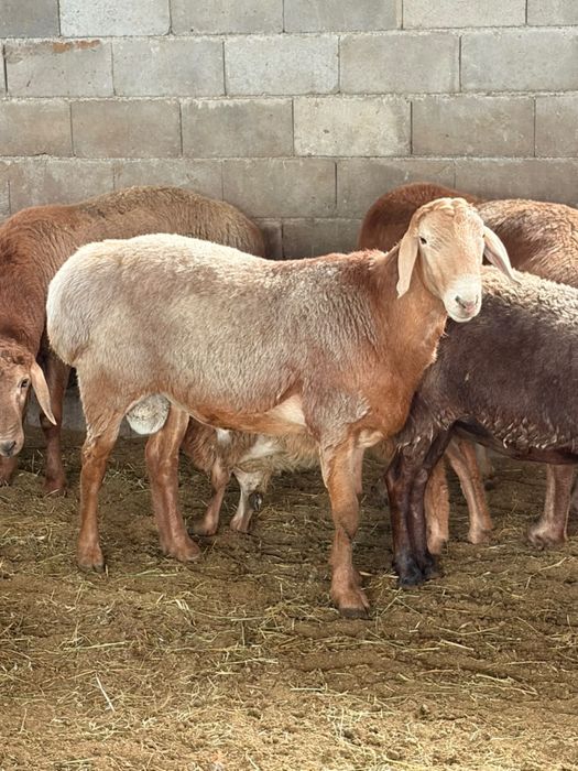 Продам кошкары породистые
