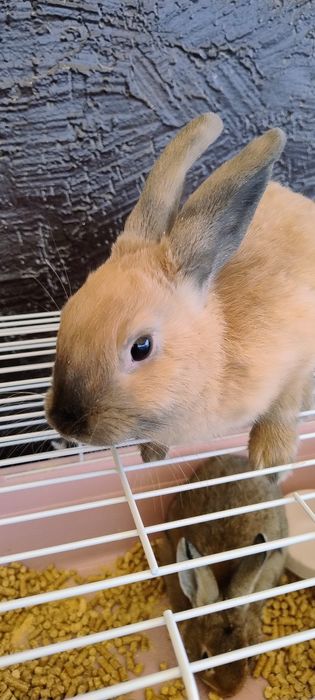 Продаются кролики 4 штуки