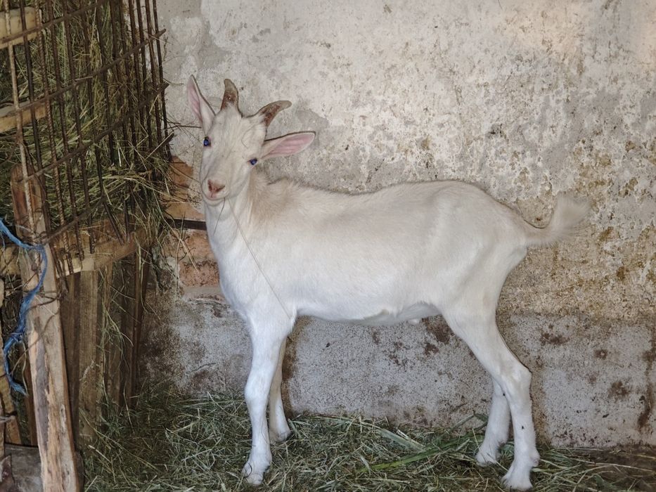 Țap Saanen 4 luni