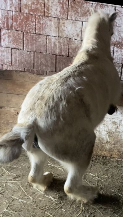 De vnzare o poneita de 7 ani sau schimb