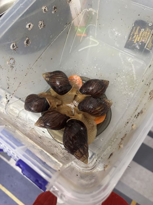 Улитки ахатины недорого