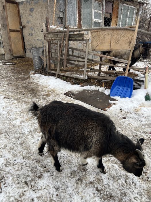 Продам Альпискую дойную козу