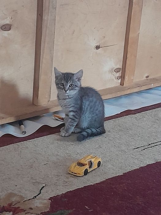 Мысык сатылады британскийй парода